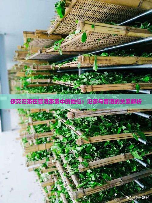 探究沱茶在普洱茶系中的地位：沱茶与普洱的关系解析