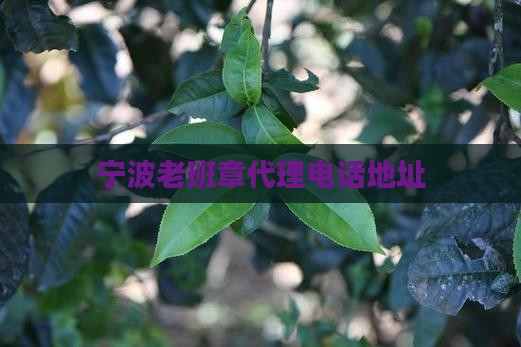宁波老班章代理电话地址