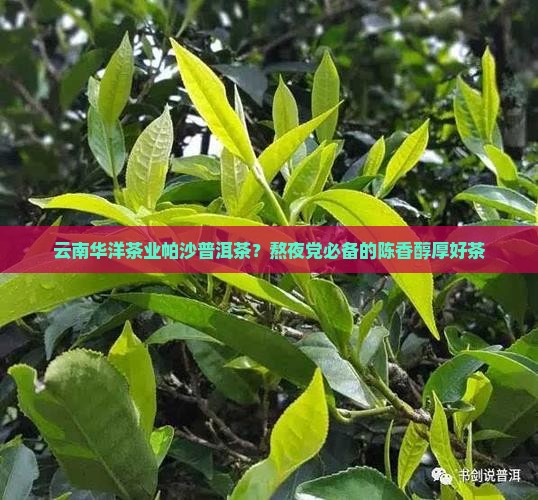 云南华洋茶业帕沙普洱茶？熬夜党必备的陈香醇厚好茶