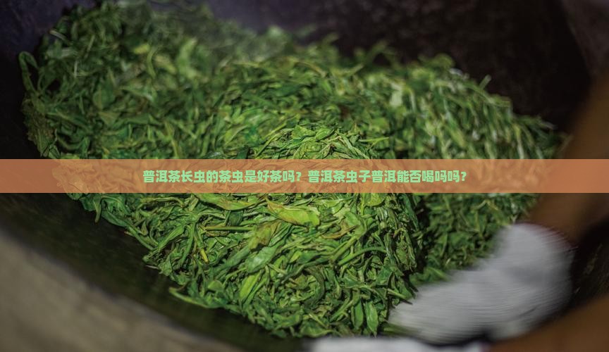 普洱茶长虫的茶虫是好茶吗？普洱茶虫子普洱能否喝吗吗？