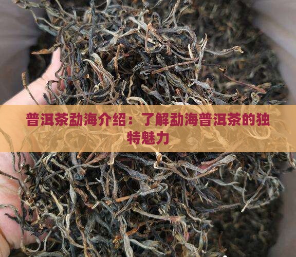 普洱茶勐海介绍：了解勐海普洱茶的独特魅力