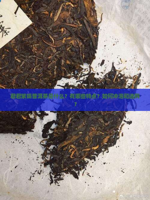 君君紫娟普洱茶是什么？有哪些特点？如何冲泡和选购？