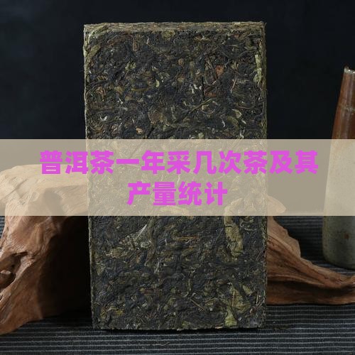 普洱茶一年采几次茶及其产量统计