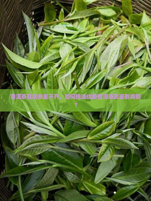 普洱茶品质参差不齐，如何挑选优质普洱茶及鉴别真假？