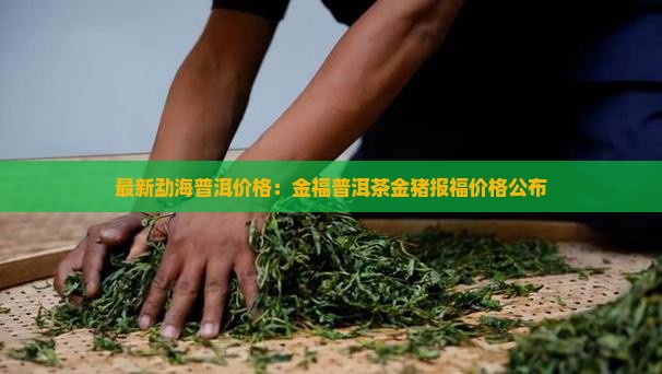 最新勐海普洱价格：金福普洱茶金猪报福价格公布
