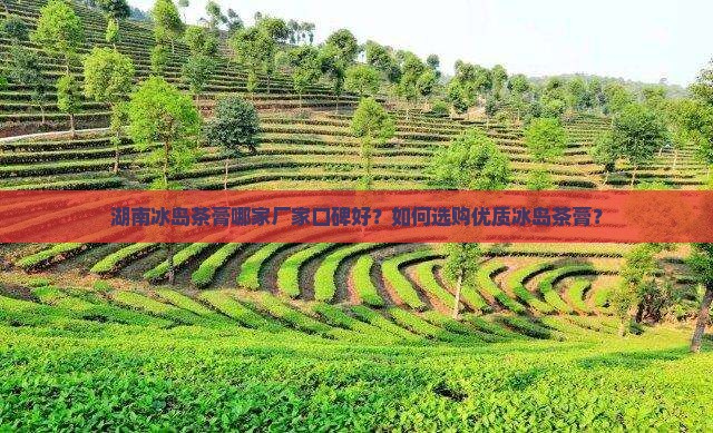 湖南冰岛茶膏哪家厂家口碑好？如何选购优质冰岛茶膏？