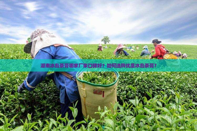 湖南冰岛茶膏哪家厂家口碑好？如何选购优质冰岛茶膏？