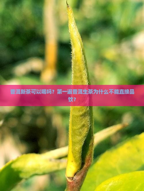普洱新茶可以喝吗？第一遍普洱生茶为什么不能直接品饮？
