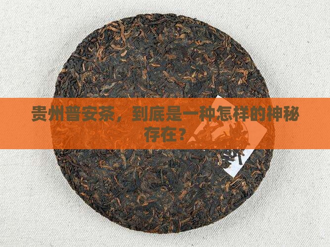 贵州普安茶，到底是一种怎样的神秘存在？