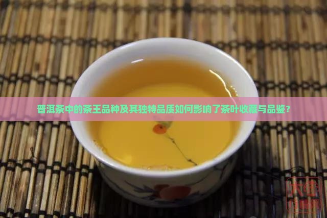普洱茶中的茶王品种及其独特品质如何影响了茶叶收藏与品鉴？
