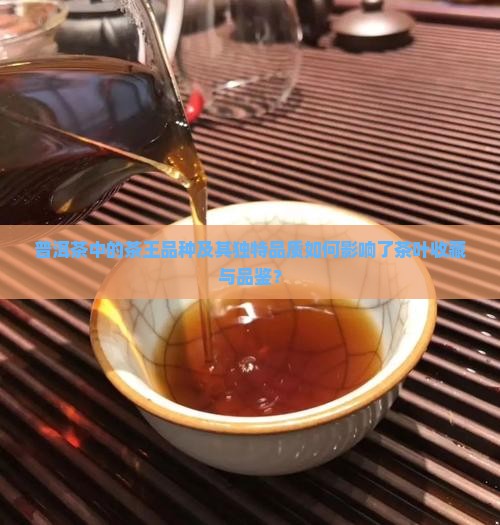 普洱茶中的茶王品种及其独特品质如何影响了茶叶收藏与品鉴？