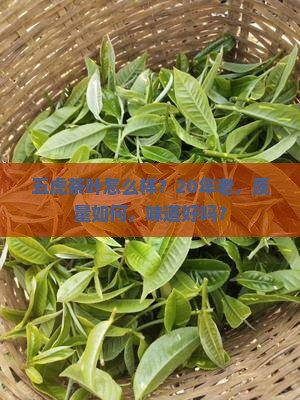 五虎茶叶怎么样？20年老，质量如何，味道好吗？