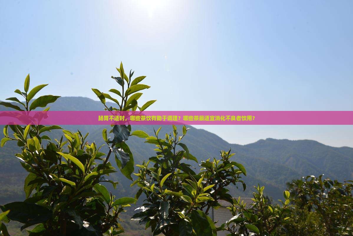 肠胃不适时，哪些茶饮有助于调理？哪些茶最适宜消化不良者饮用？