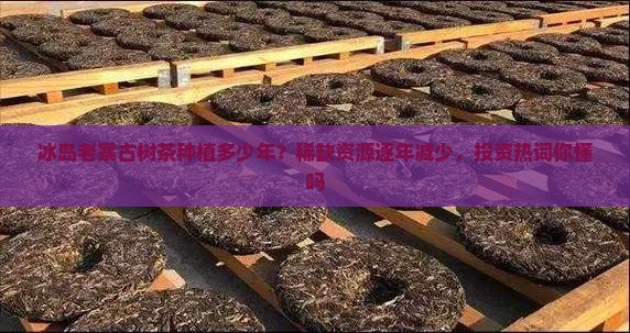 冰岛老寨古树茶种植多少年？稀缺资源逐年减少，投资热词你懂吗