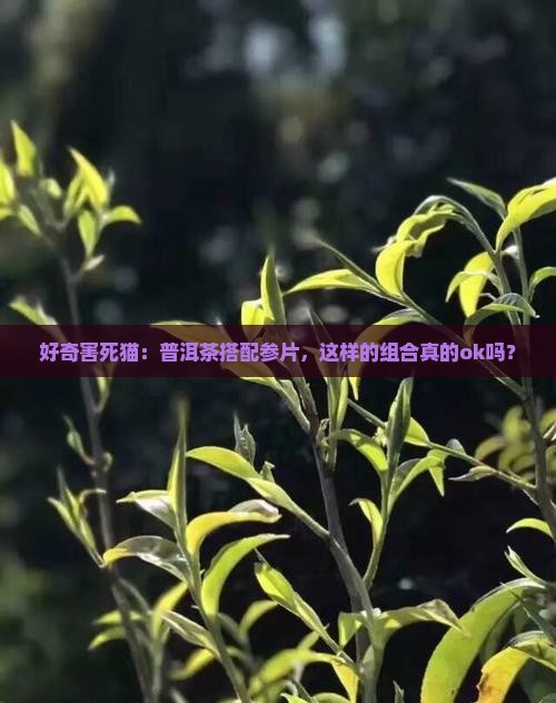 好奇害死猫：普洱茶搭配参片，这样的组合真的ok吗？
