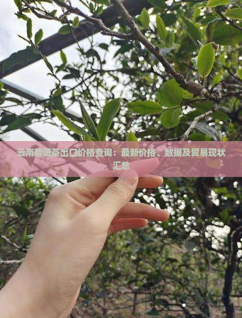 云南普洱茶出口价格查询：最新价格、数据及贸易现状汇总