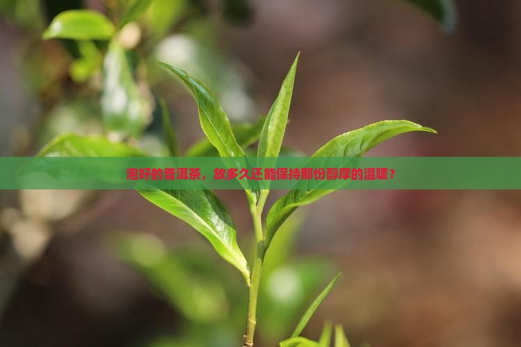泡好的普洱茶，放多久还能保持那份醇厚的温暖？