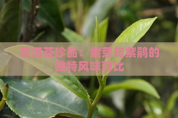 普洱茶珍品：紫芽与紫鹃的独特风味对比