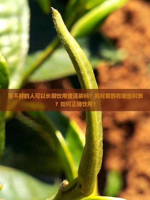 胃不好的人可以长期饮用普洱茶吗？其对胃部有哪些利弊？如何正确饮用？