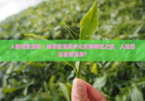人参观普洱茶：体验普洱茶文化及博物馆之旅，人是否品鉴普洱茶？