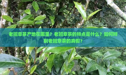 老班章茶产地在哪里？老班章茶的特点是什么？如何辨别老班章茶的真假？
