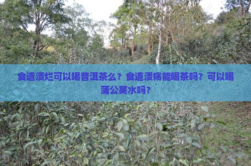 食道溃烂可以喝普洱茶么？食道溃疡能喝茶吗？可以喝蒲公英水吗？