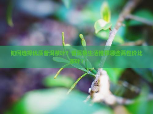 如何选择优质普洱茶叶？普洱茶生活推荐哪些高性价比茶叶？
