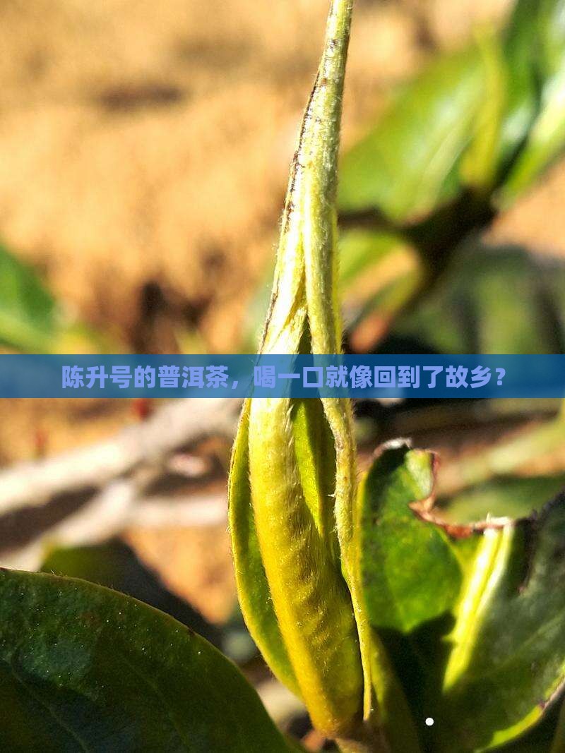 陈升号的普洱茶，喝一口就像回到了故乡？