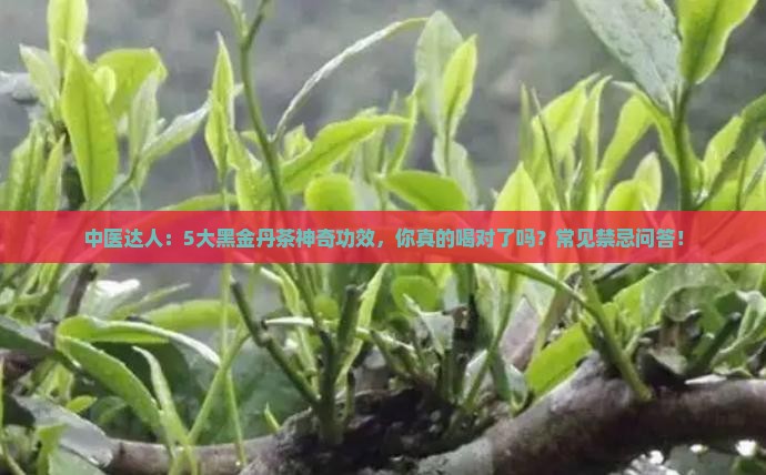 中医达人：5大黑金丹茶神奇功效，你真的喝对了吗？常见禁忌问答！