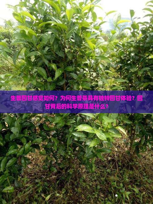 生普回甘感觉如何？为何生普茶具有独特回甘体验？回甘背后的科学原理是什么？