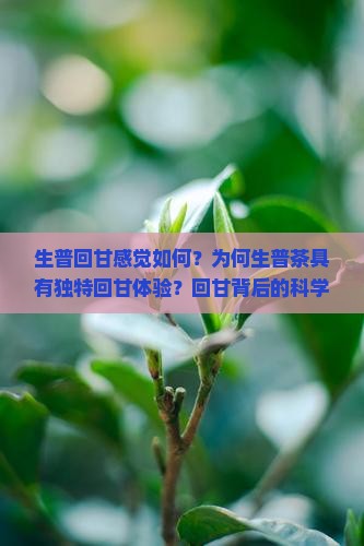 生普回甘感觉如何？为何生普茶具有独特回甘体验？回甘背后的科学原理是什么？