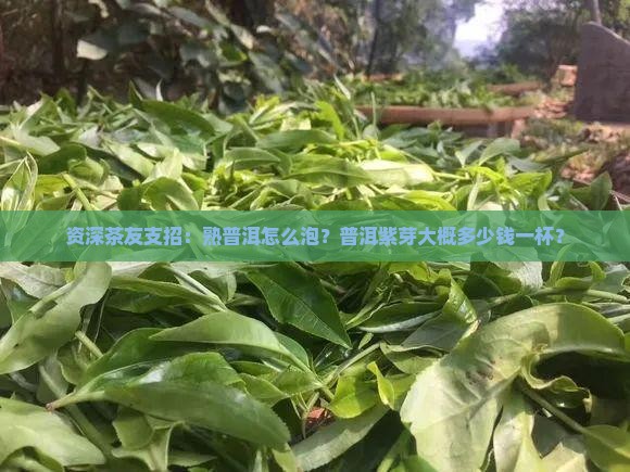 资深茶友支招：熟普洱怎么泡？普洱紫芽大概多少钱一杯？