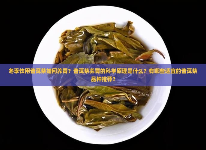 冬季饮用普洱茶如何养胃？普洱茶养胃的科学原理是什么？有哪些适宜的普洱茶品种推荐？