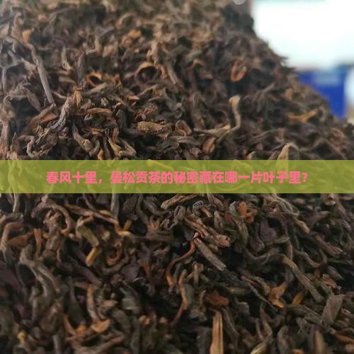 春风十里，曼松贡茶的秘密藏在哪一片叶子里？