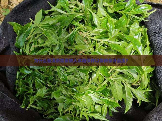 为什么普洱茶需要放入冰箱保存以保持茶叶品质？