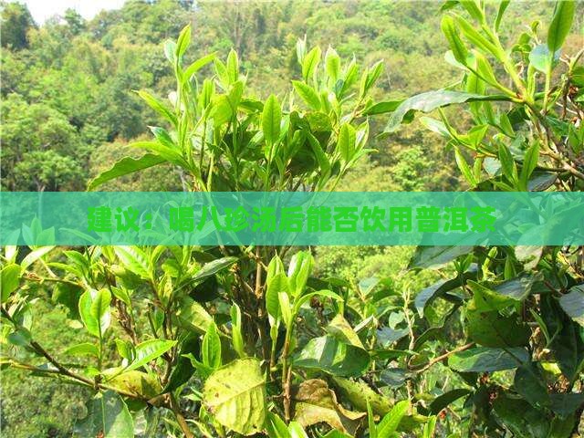 建议：喝八珍汤后能否饮用普洱茶