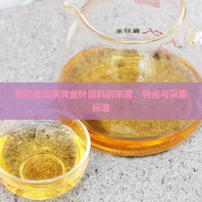 探究普洱茶黄金叶原料的来源、特点与采集标准