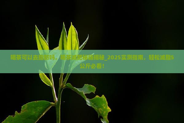 喝茶可以去脂肪吗