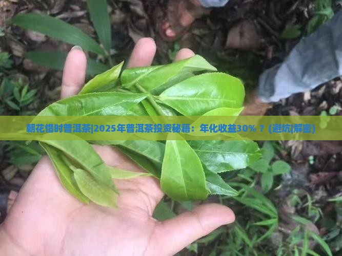 朝花惜时普洱茶
