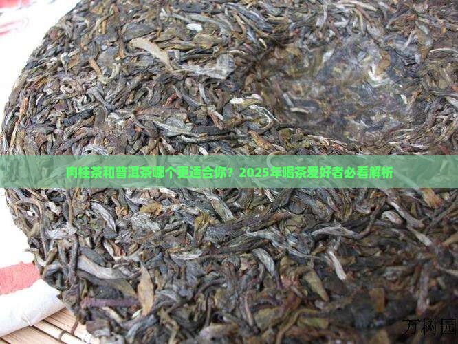 肉桂茶和普洱茶哪个好喝一点