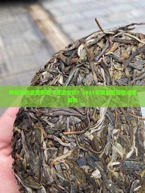 肉桂茶和普洱茶哪个好喝一点