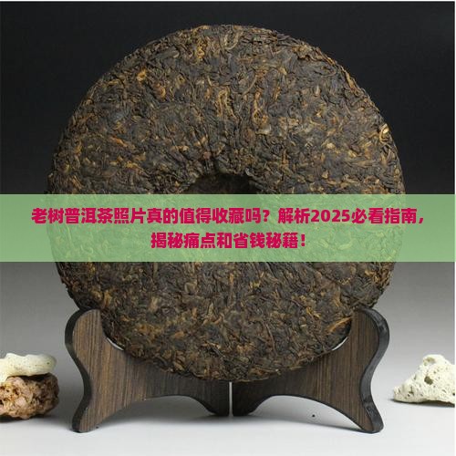 老树普洱茶照片