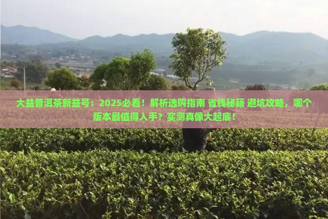 大益普洱茶新益号