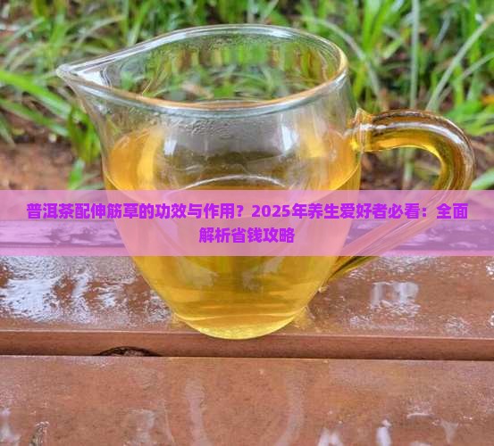 普洱茶配伸筋草功效与作用