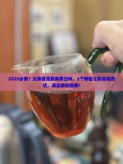 云南普洱茶麻黑古树