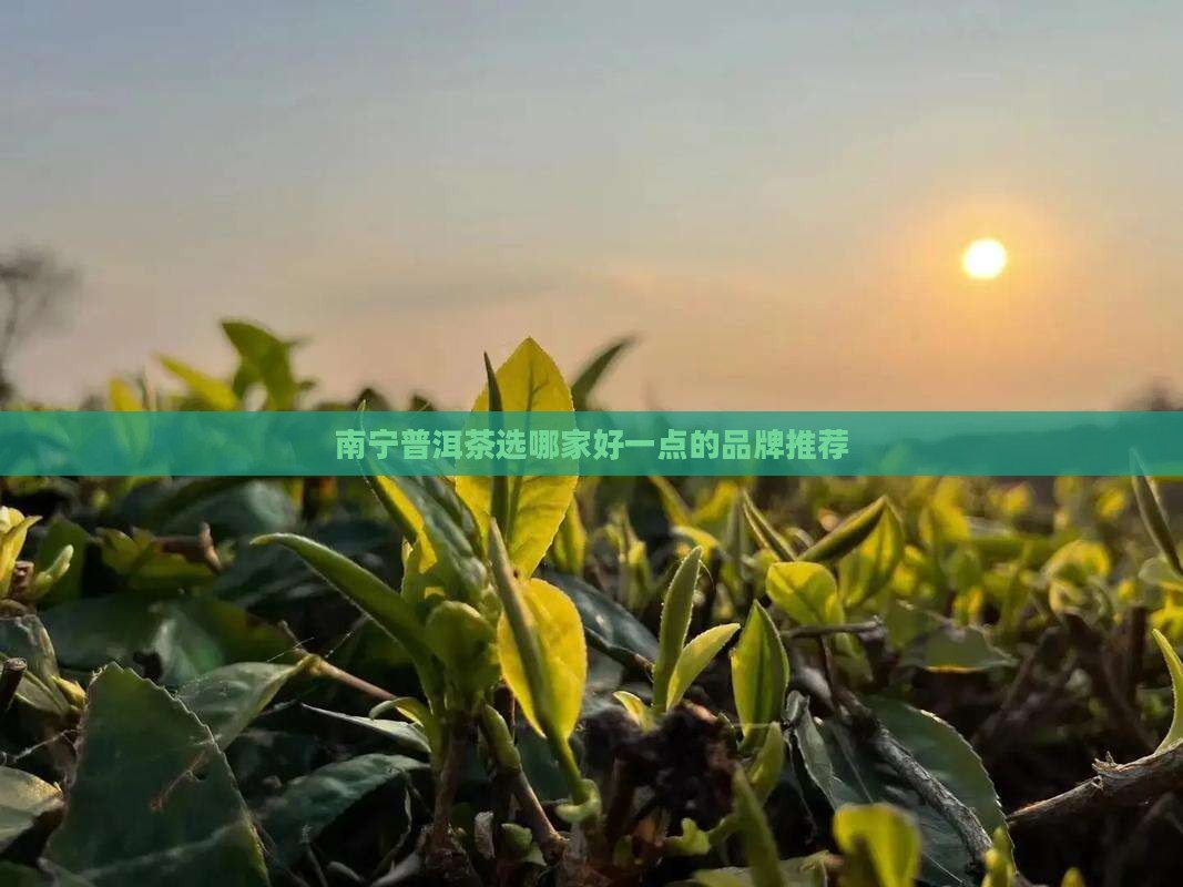 南宁普洱茶选哪家好一点