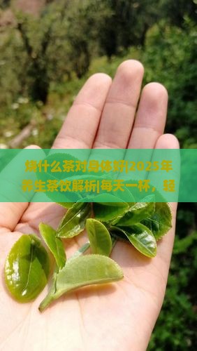 烧什么茶对身体好