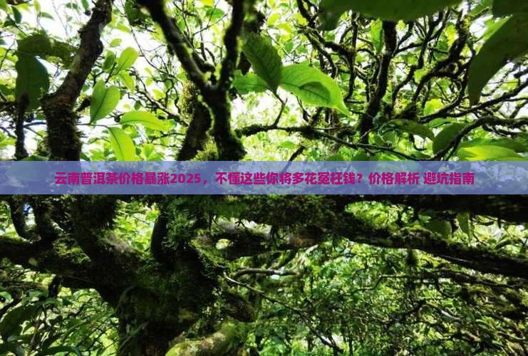 云南普洱茶价格讲解