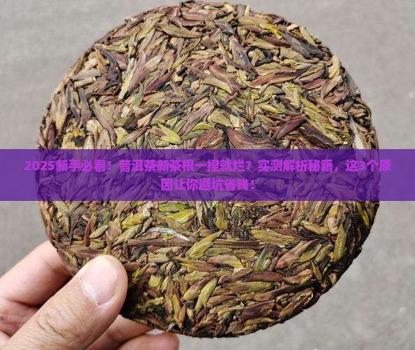 普洱茶新茶的根为什么会一捏就烂