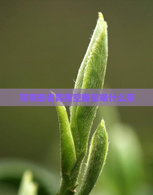 胃痛空腹能喝什么茶